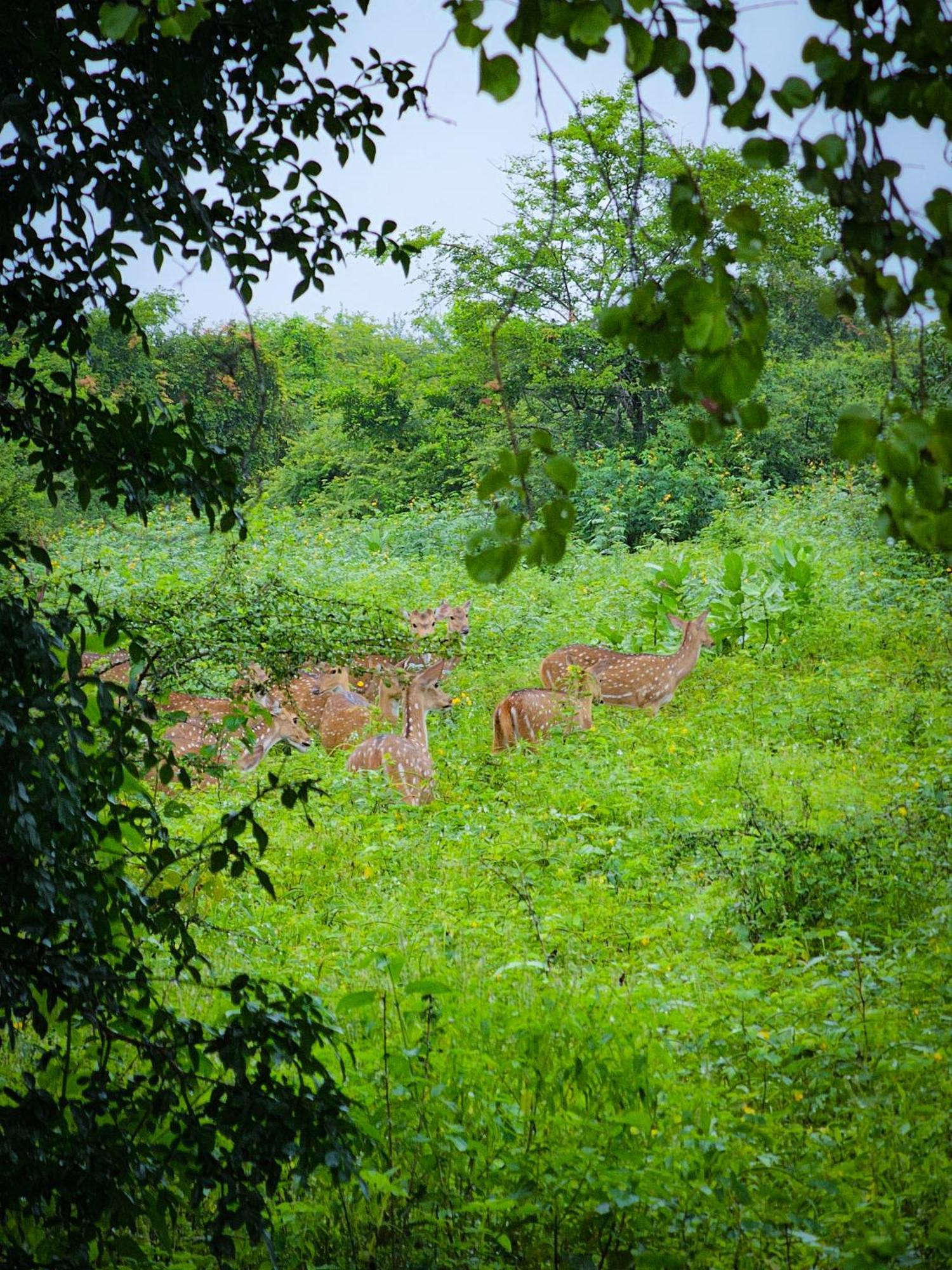 Peacock'S Paradise Safari Hostel Udawalawe Bagian luar foto